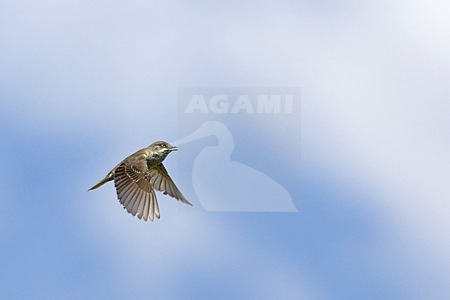 Sperwergrasmus in zangvlucht; Barred Warbler in songf light stock-image by Agami/Markus Varesvuo,