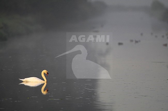 Knobbelzwaan adult zwemmend in sloot Nederland, Mute Swan adult swimming in ditch Netherlands stock-image by Agami/Wil Leurs,