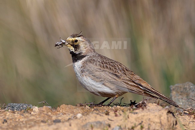 Strandleeuwerik met voedsel, Horned Lark with food stock-image by Agami/Daniele Occhiato,