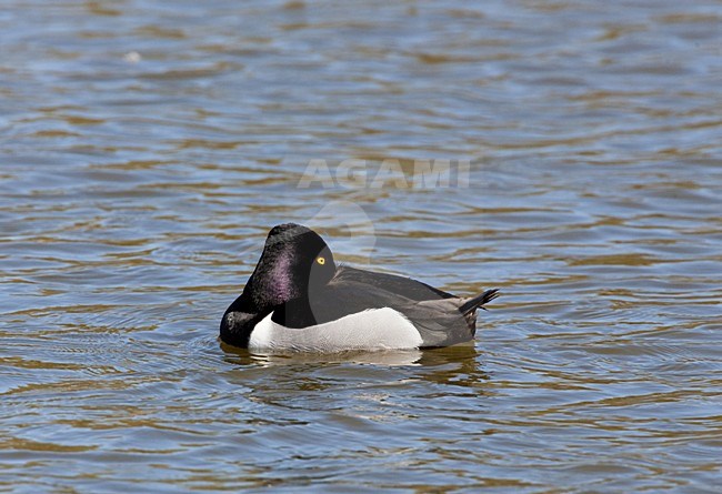 Ringsnaveleend mannetje rustend in water; Ring-necked Duck male resting in water stock-image by Agami/Menno van Duijn,