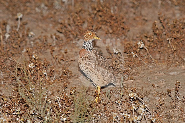 Plains-wanderer, Pedionomus torquatus) Critically Endangered. The majority of the remaining population is found in New South Wales. stock-image by Agami/Pete Morris,