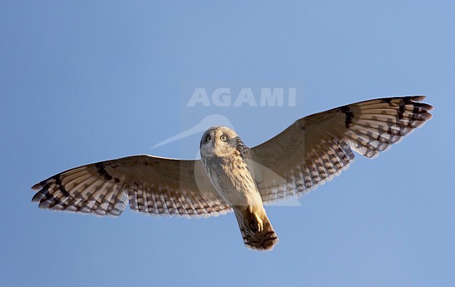 Velduil in de vlucht; Short-eared Owl in flight stock-image by Agami/Markus Varesvuo,