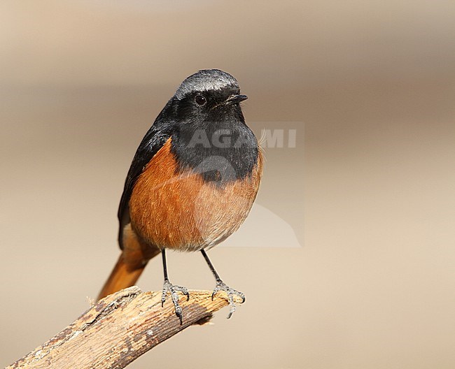 Mannetje Oosterse Zwarte Roodstaart zittend op een tak; Male Eastern Black Redstart (Phoenicurus ochruros phoenicuroides) perched on a branch stock-image by Agami/James Eaton,