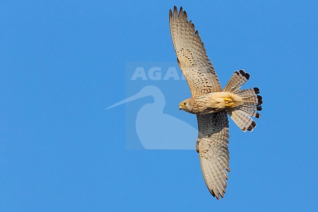 Lesser Kestrel, Female, Matera, Basilicata, Italy (Falco naumanni) stock-image by Agami/Saverio Gatto,