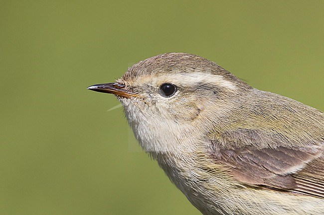 Humes Leaf Warbler - Tienschan-Laubsänger - Phyllsocopus humei ssp. humei, Kyrgyzstan stock-image by Agami/Ralph Martin,