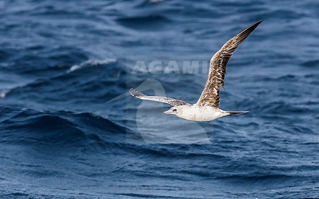 Immature 2nd-cycle Atlantic Red-footed Booby flying over the channel between Raso and Sao Nicolau, Cape Verde. June 2018. stock-image by Agami/Vincent Legrand,