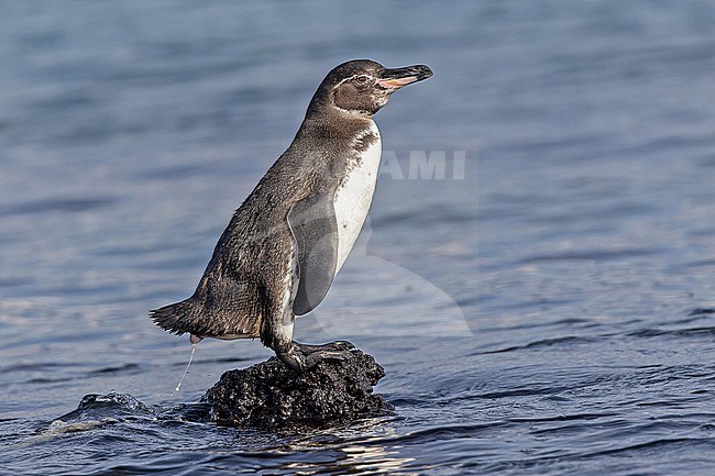 Galapagos penguin (Spheniscus mendiculus) on the Galapagos Islands, part of the Republic of Ecuador. The only penguin found north of the equator. stock-image by Agami/Pete Morris,