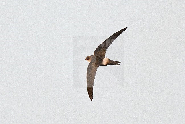 Immature Horus swift (Apus horus) at Schiermonnikoog, Netherlands. Extreme African vagrant and first record in the Western Palearctic (WP). stock-image by Agami/Laurens Steijn,