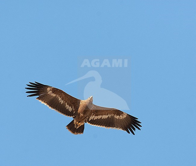 Steppe Eagle (Aquila nipalensis) soaring against a blue sky in Iran. Seen from below. stock-image by Agami/Edwin Winkel,