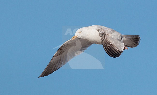 American Herring Gull (Larus smithsonianus) in the United States. stock-image by Agami/Ian Davies,