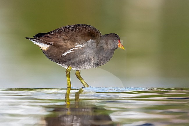 First-winter Common Moorhen (Gallinula chloropus) stretching wing in Mariadal Parc, Zaventem, Brabant, Belgium. stock-image by Agami/Vincent Legrand,