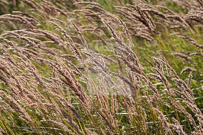 Reedbed at Lentevreugd in summer stock-image by Agami/Marc Guyt,