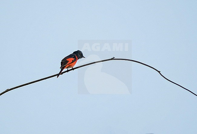 Male Short-billed Minivet (Pericrocotus brevirostris) in Thailand. stock-image by Agami/Pete Morris,