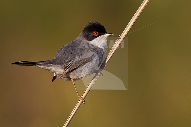 Kleine Zwartkop op tak; Sardinian Warbler on a branch stock-image by Agami/Daniele Occhiato,