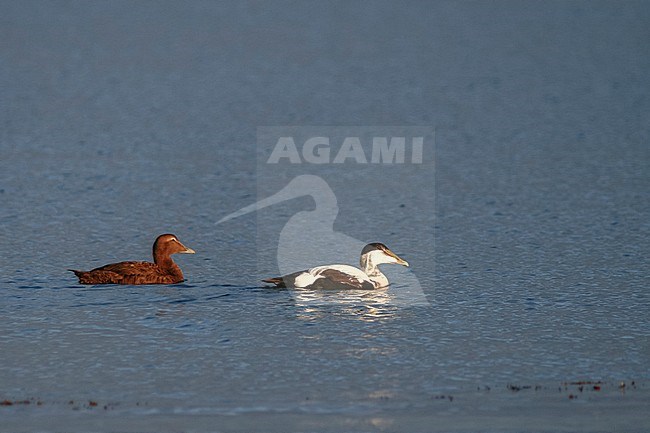 Common Eider - Eiderente - Somateria mollissima ssp. mollissima, Germany, adult female and 2nd cy male stock-image by Agami/Ralph Martin,