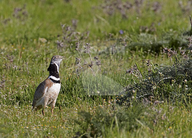 Baltsend mannetje Kleine Trap; Male Little Bustard displaying stock-image by Agami/Markus Varesvuo,