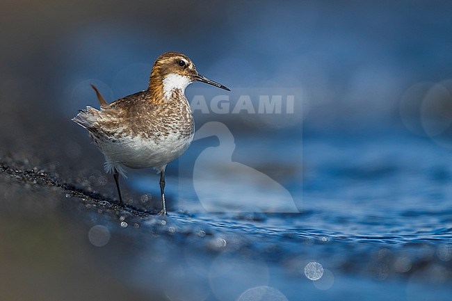 Adult summer plumaged Red-necked Phalarope (Phalaropus lobatus) on tundra of Iceland. stock-image by Agami/Daniele Occhiato,