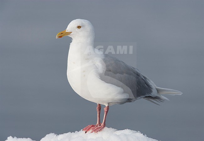 Grote Burgemeester; Glaucous Gull stock-image by Agami/Markus Varesvuo,