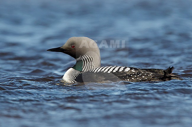 Adult breeding 
Barrow, AK
June 2010 stock-image by Agami/Brian E Small,