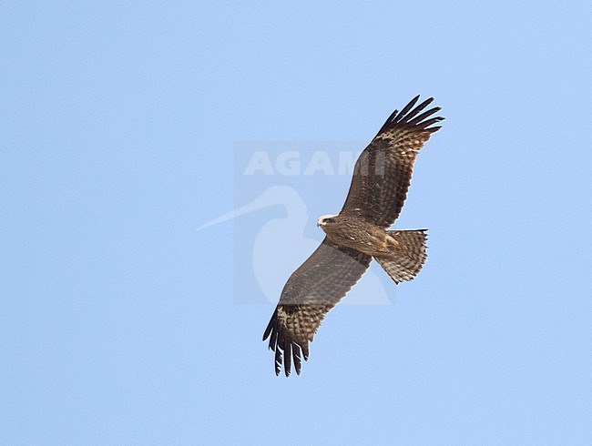 Second-year Black Kite (Milvus migrans) in flight over Spanish steppes stock-image by Agami/Marc Guyt,