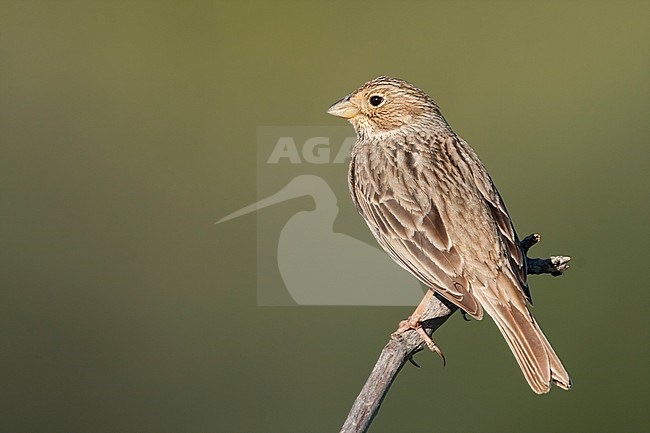 Corn Bunting - Grauammer - Miliaria calandra ssp. calandra, Mallorca, adult stock-image by Agami/Ralph Martin,