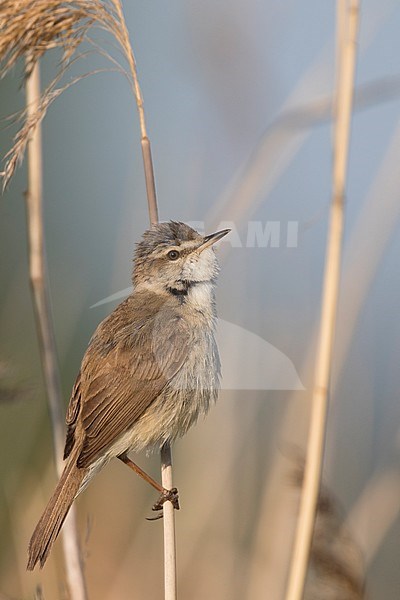 Veldrietzanger, Paddyfield Warbler, Acrocephalus agricola stock-image by Agami/Ralph Martin,