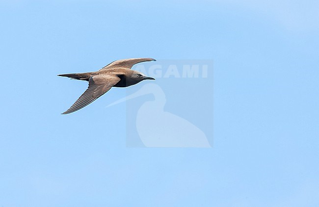 Common Brown Noddy, Anous (stolidus) stolidus, in the central Atlantic ocean, south of the equator. stock-image by Agami/Marc Guyt,