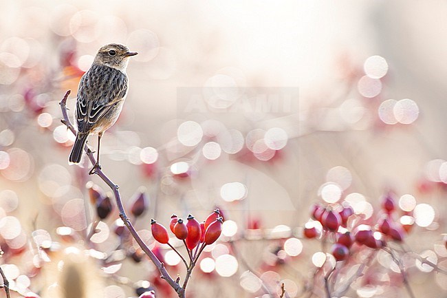 European Stonechat (Saxicola rubicola) in Italy. stock-image by Agami/Daniele Occhiato,