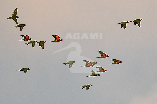 Flock of  Coconut Lorikeets (Trichoglossus haematodus haematodus) flying over rainforest at Nimbokrang, West-Papua. Also known as the Green-naped Lorikeet. stock-image by Agami/Laurens Steijn,