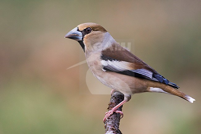 Hawfinch - Kernbeisser - Coccothraustes coccothraustes, Germany stock-image by Agami/Ralph Martin,