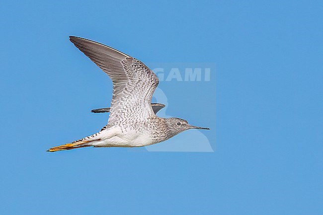 Adult breeding
Galveston Co., TX
April 2023 stock-image by Agami/Brian E Small,