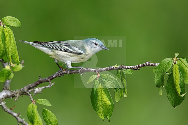 Adult female Cerulean Warbler
Galveston Co., TX
April 2017 stock-image by Agami/Brian E Small,