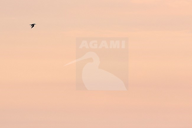 Common Greenshank - Grünschenkel - Tringa nebularia, Germany, adult stock-image by Agami/Ralph Martin,