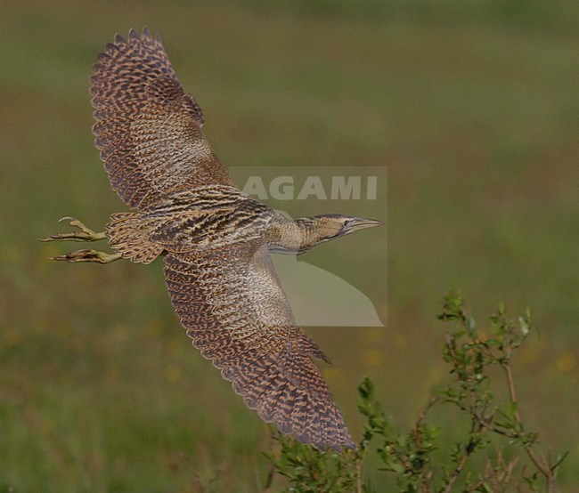  stock-image by Agami/Han Bouwmeester,