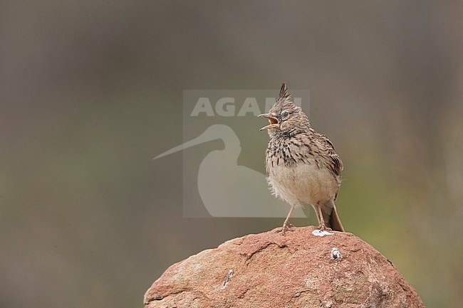 Singing Thekla Lark (Galerida theklae theklae) from a rocky perch. stock-image by Agami/Marc Guyt,