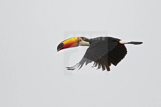 Vliegende Reuzentoekan, Toco Toucan in flight stock-image by Agami/Dubi Shapiro,
