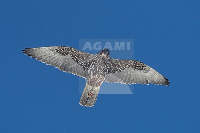 Giervalk vliegend; Gyr Falcon flying stock-image by Agami/Jari Peltomäki,