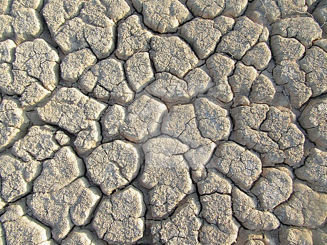 Dried out river bed (wadi) in Negev desert of Israel around the Dead Sea. Light grey background. stock-image by Agami/Marc Guyt,