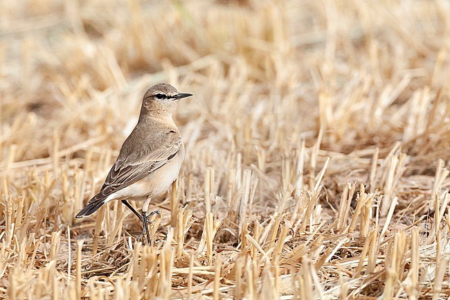 Isabelline Wheatear (Oenanthe isabelline) during spring migration in Israel. stock-image by Agami/Marc Guyt,