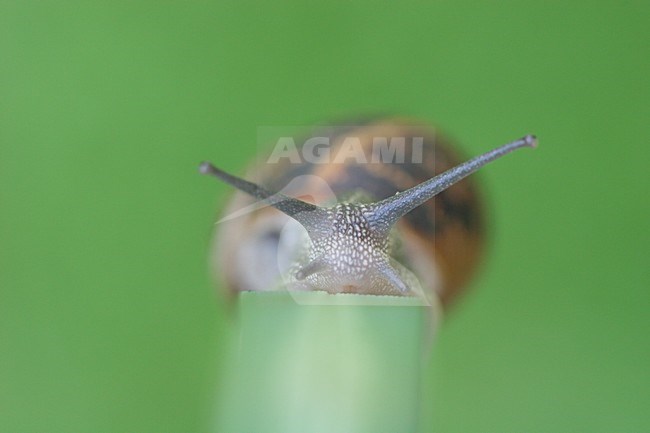 Segrijnslak, Garden Snail stock-image by Agami/Menno van Duijn,