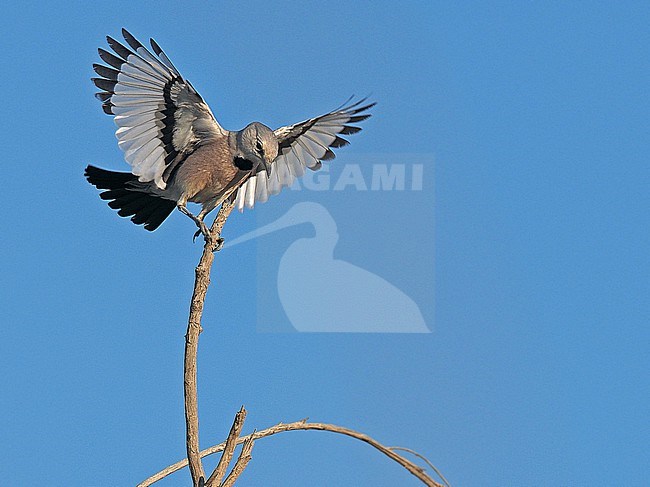 Pander's Ground Jay (Podoces panderi) in Central Asia. Also known as Turkestan Ground Jay. stock-image by Agami/James Eaton,