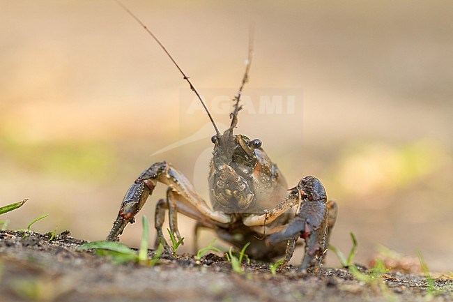Astacus astacus - European crayfish - Edelkrebs, Poland stock-image by Agami/Ralph Martin,