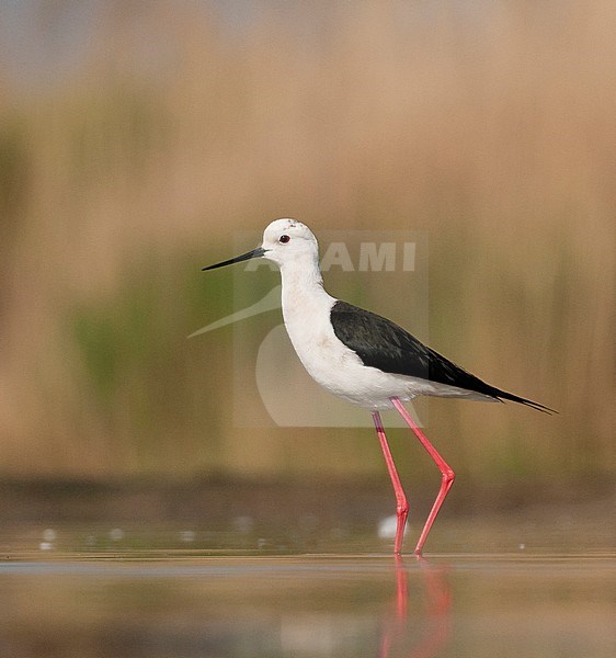 Steltkluten volwassen staand in water; Black-winged Stilt adult standing in water stock-image by Agami/Marc Guyt,