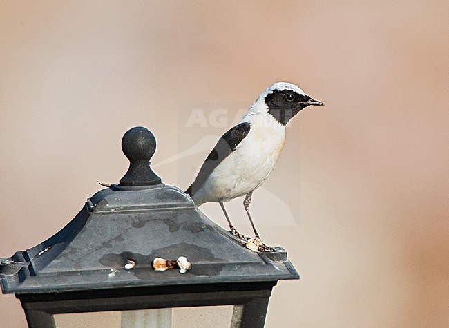 Male Eastern Black-eared Wheatear (oenanthe melanoleuca) on the look-out near breeding site on Lesvos, Greece stock-image by Agami/Marc Guyt,