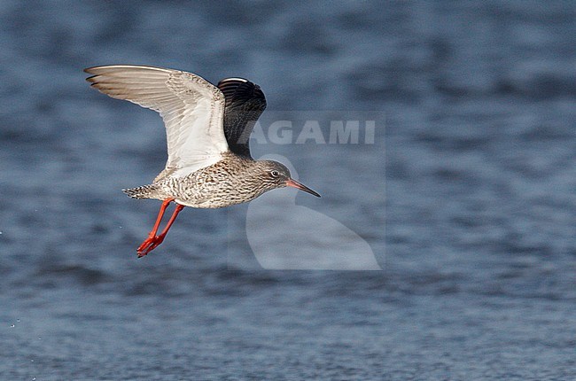 Redshank (Tringa totanus) UtÃ¶ Finland May 2012 stock-image by Agami/Markus Varesvuo,