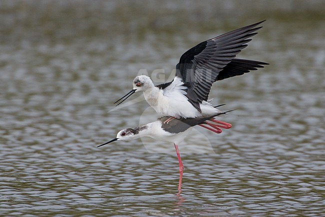 Parende Steltkluten; Black-winged Stilts mating stock-image by Agami/Daniele Occhiato,