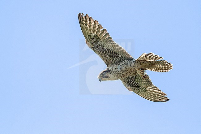 Lanner Falcon (Falco biarmicus feldeggi), adult in flight stock-image by Agami/Saverio Gatto,