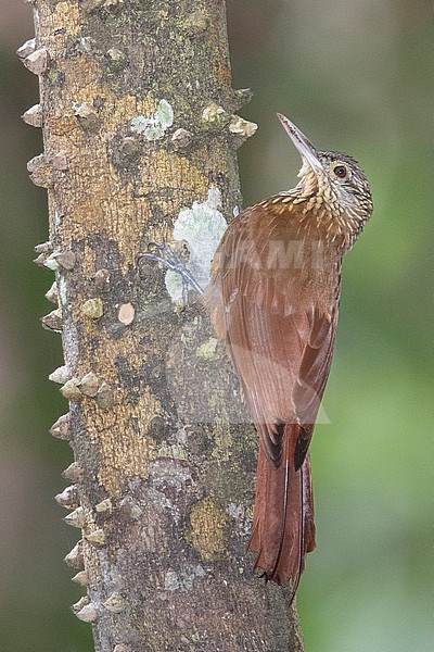Zimmer's Woodcreeper (Dendroplex kienerii) at Puerto Nariño, Amazonas, Colombia. IUCN Status Near Threatened. stock-image by Agami/Tom Friedel,