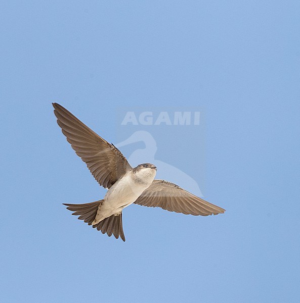 Immature Common House Martin (Delichon urbicum) in flight stock-image by Agami/Marc Guyt,