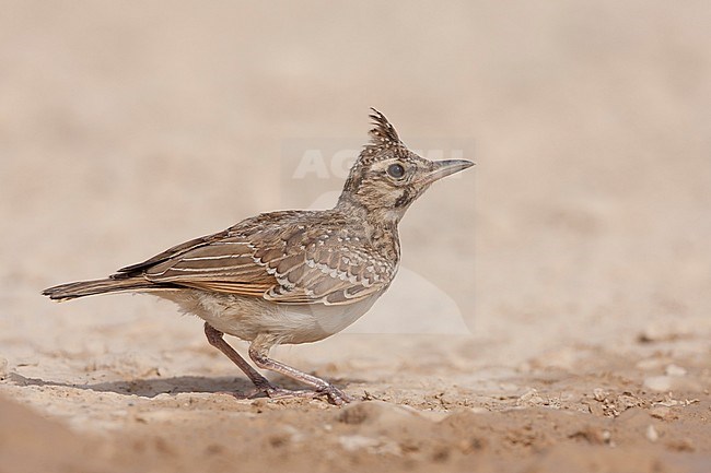 Crested Lark, Kuifleeuwerik, Galerida cristata ssp. meridionalis, Croatia, juvenile stock-image by Agami/Ralph Martin,